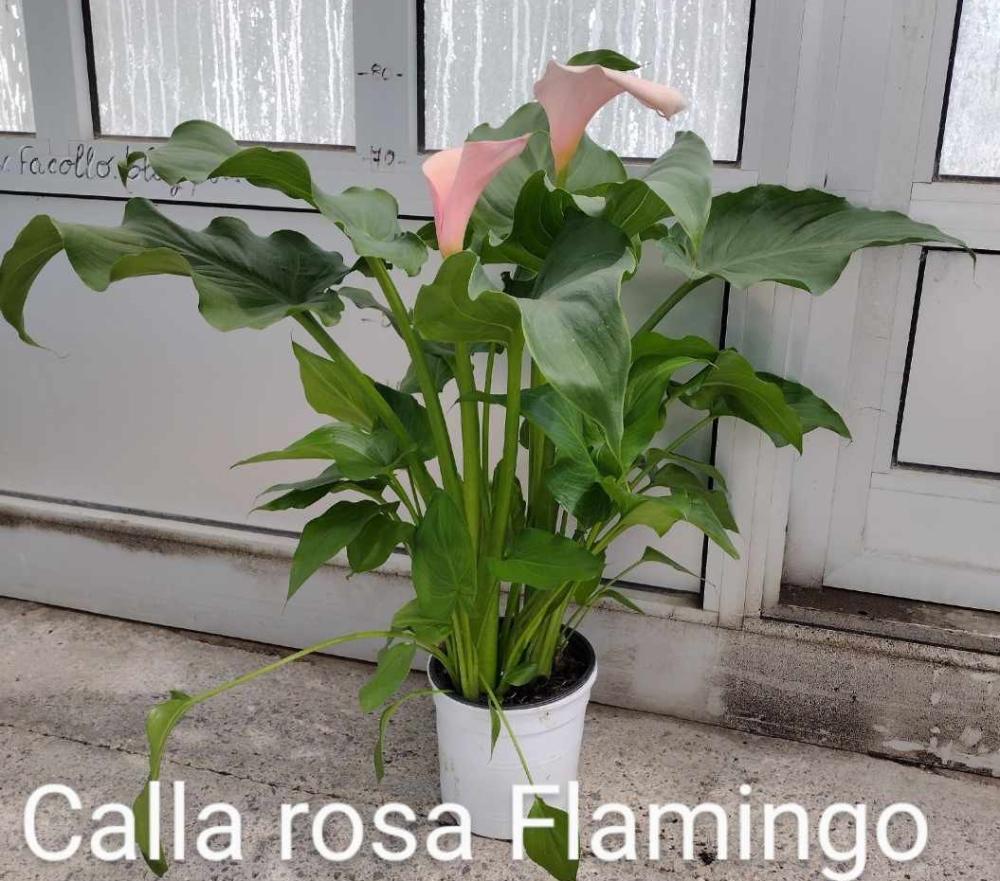 Arum rosa flamingo