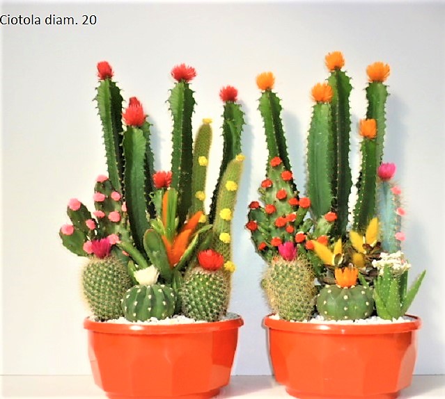 cactacee fleurs artif.