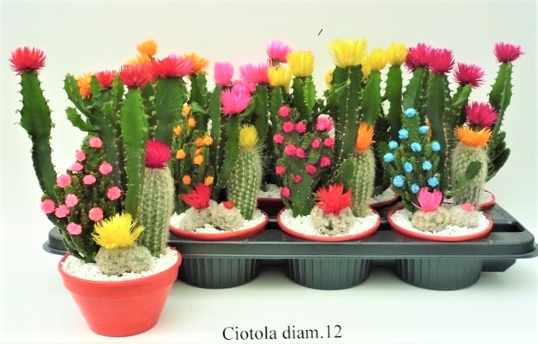 Cactacee fleurs artif.