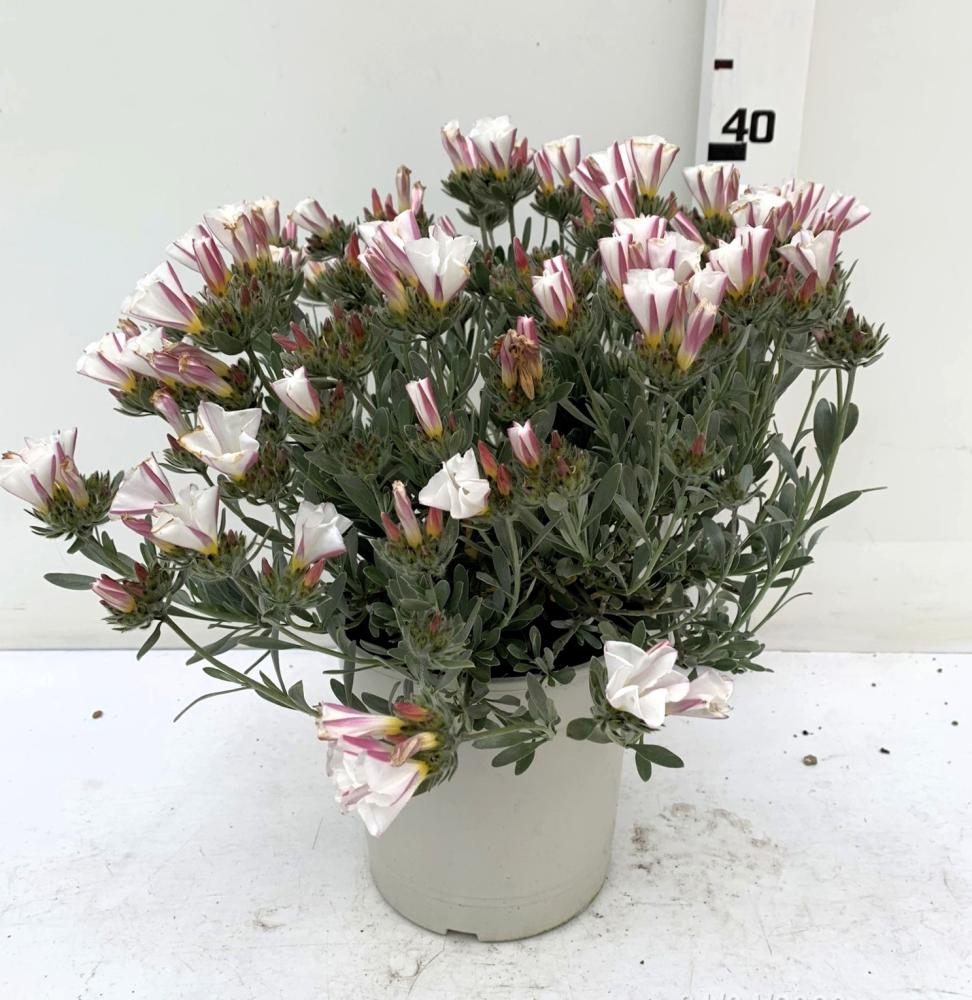 Convolvolus cneorum - liseron