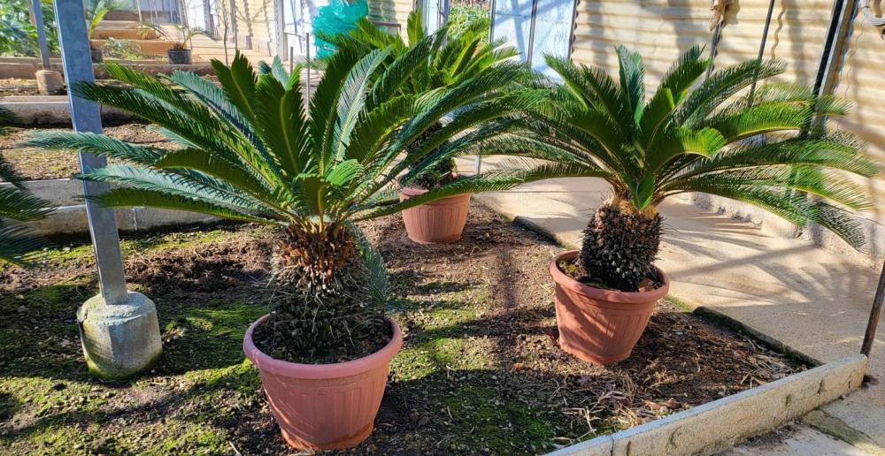 Cycas revoluta