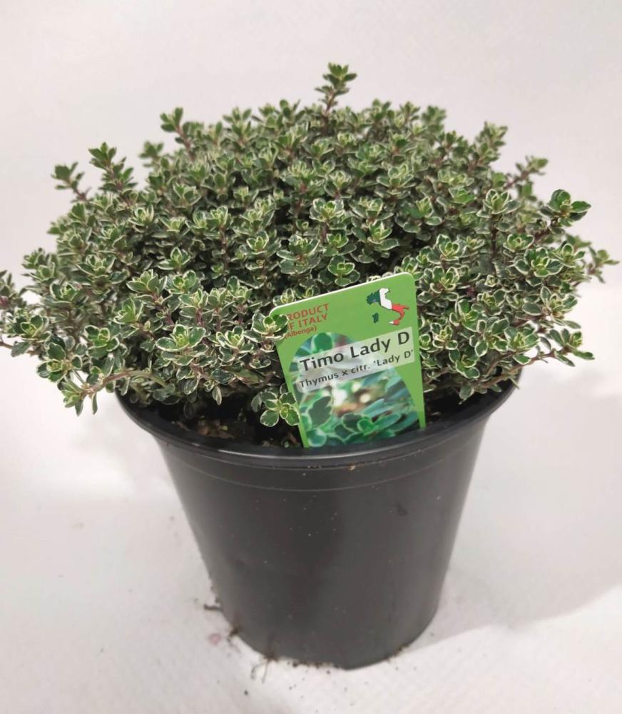 Thym lady d