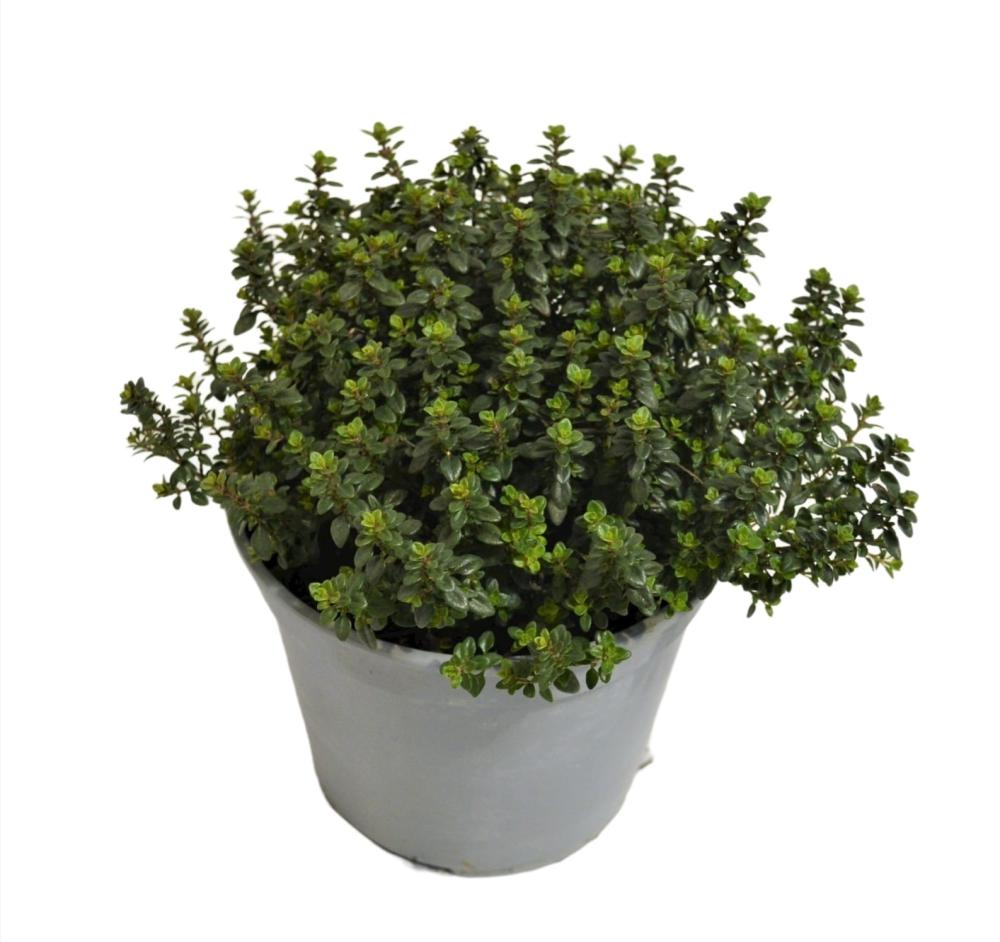Thym citron