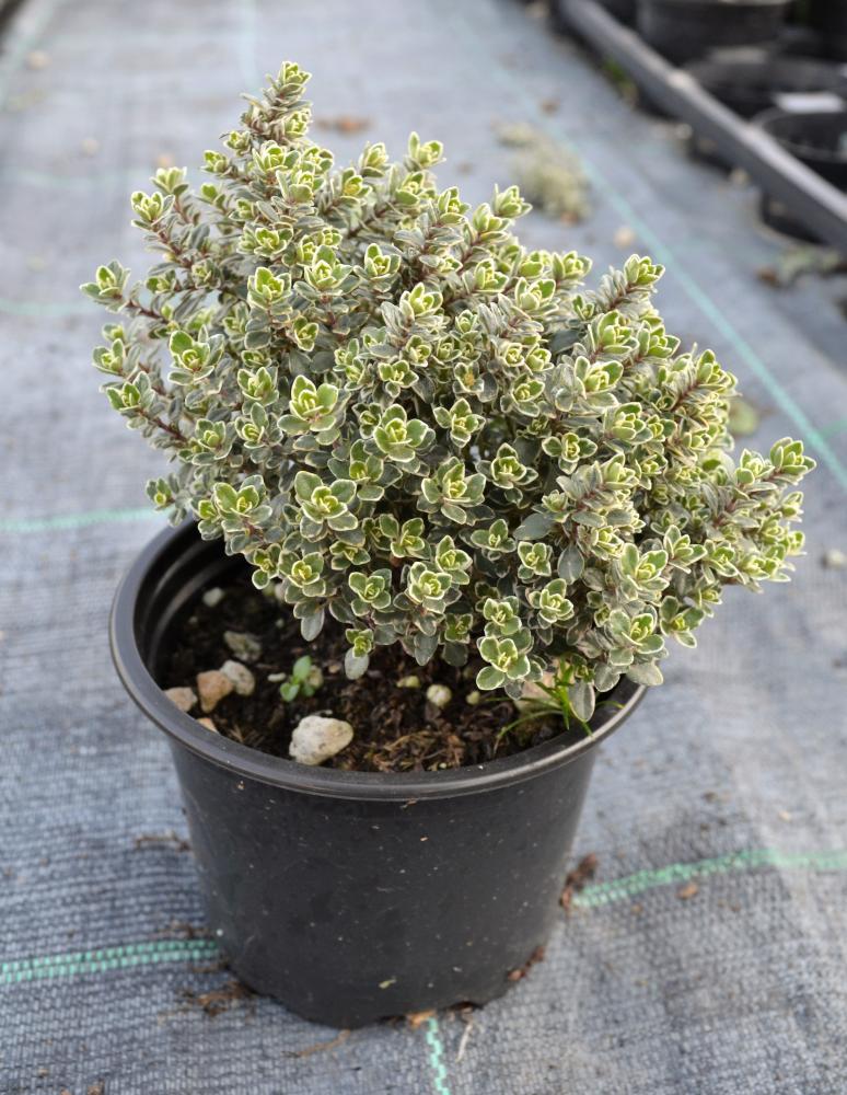 Thym silver queen