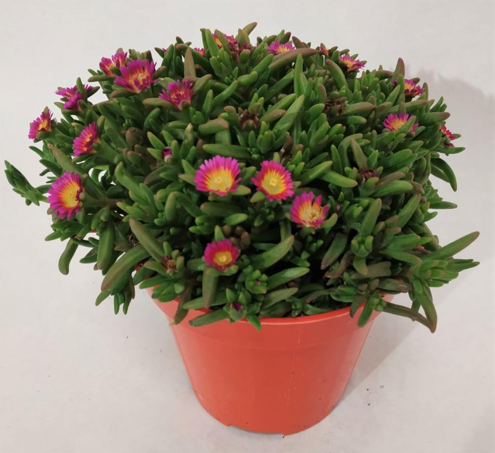 Delosperma cooperi