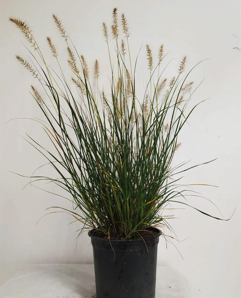 Pennisetum alopecuroides