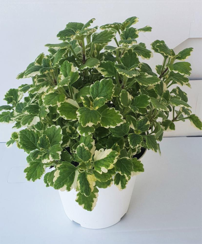Plectranthus