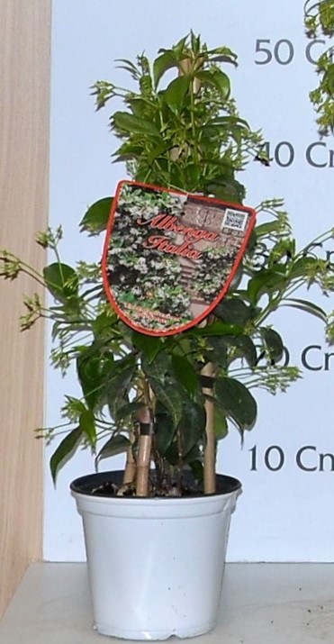 Trachelospermum pyramide