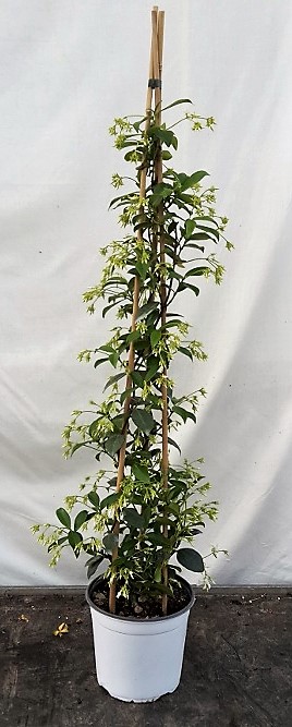 Rhyncospermum pyramide