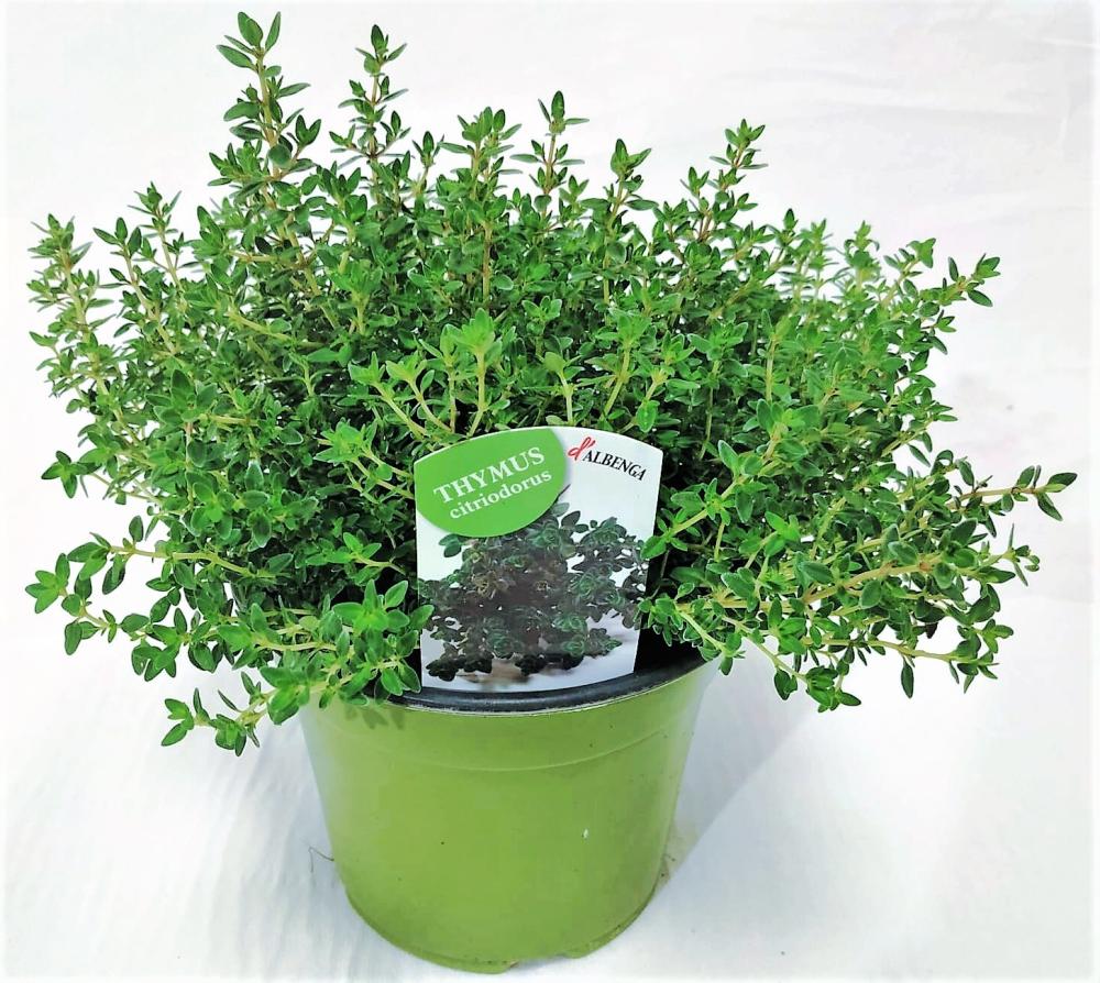 Thym citron vert