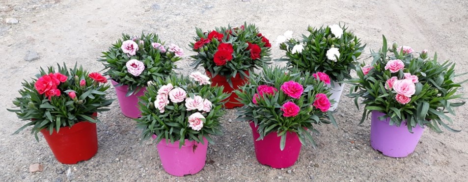 oeillet oscar/caryophyllus