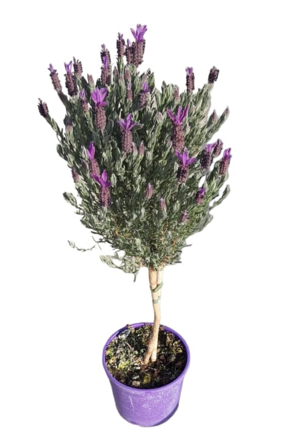 Lavande stoechas tige