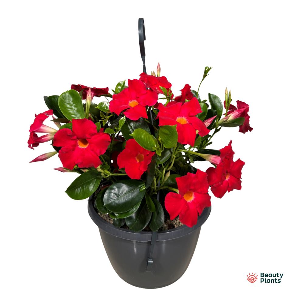 mandevilla-dipladenia