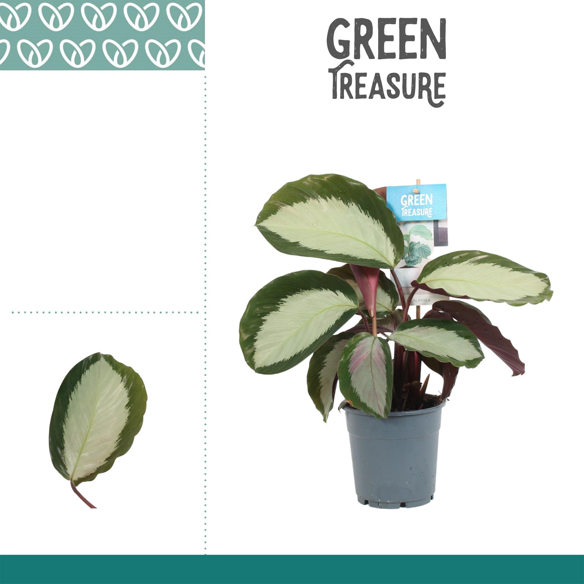 calathea