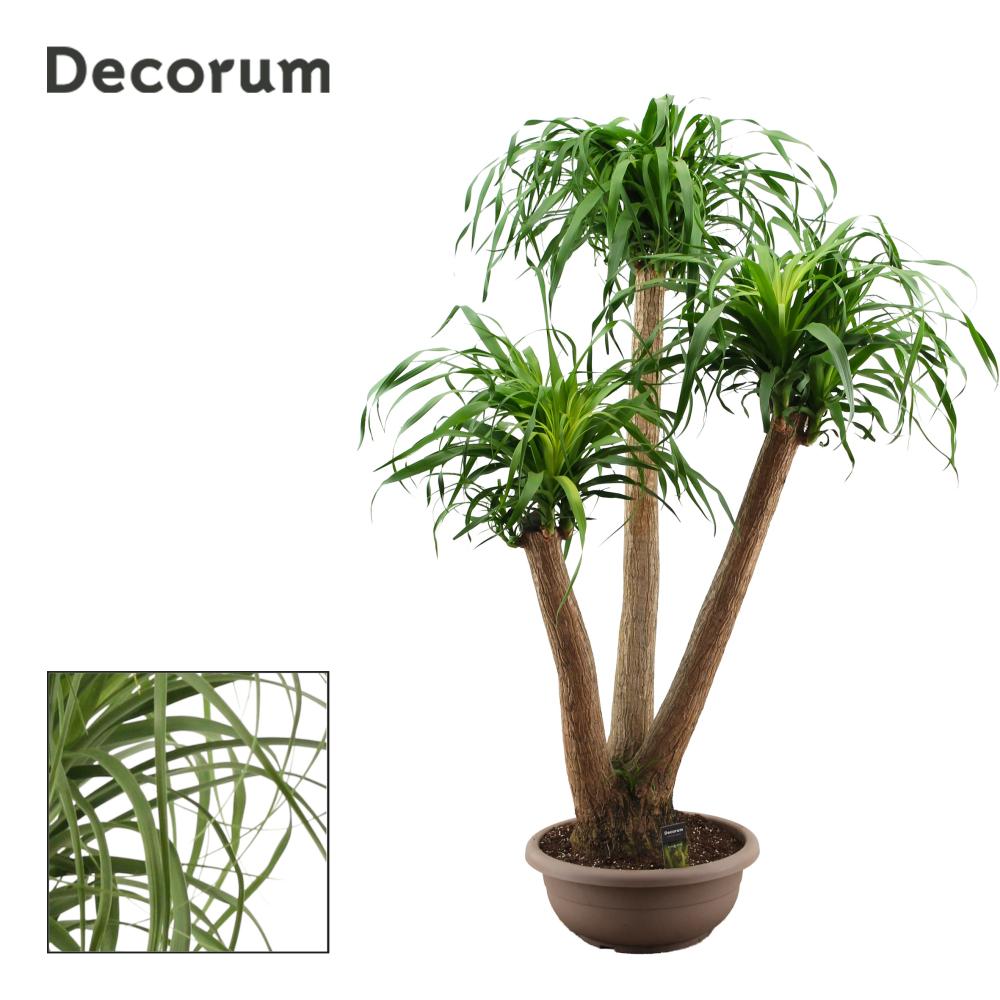 Beaucarnea