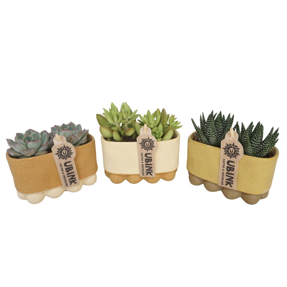 succulentes