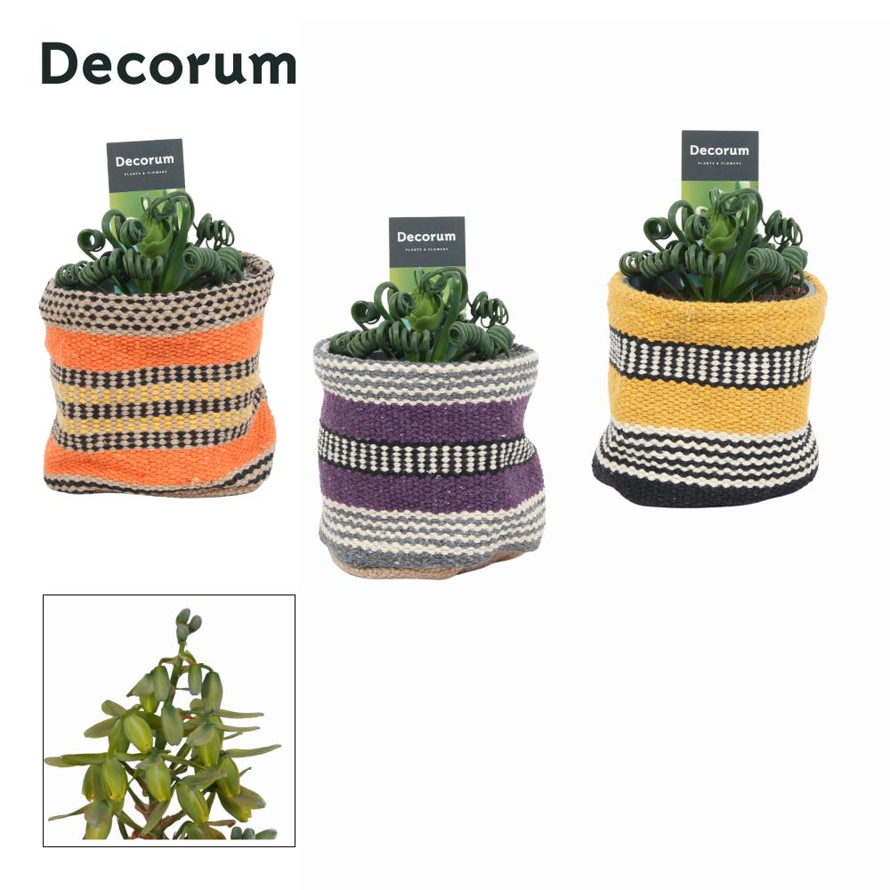 Albuca