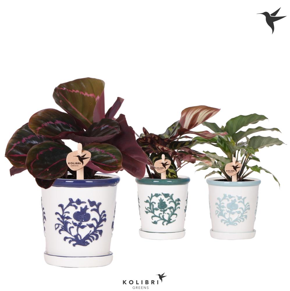 calathea