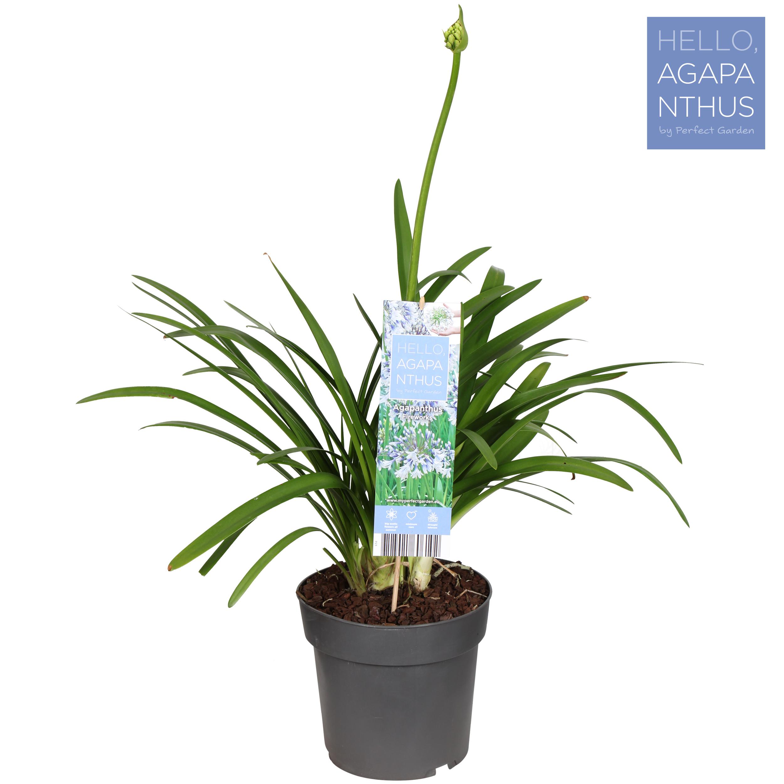 agapanthus