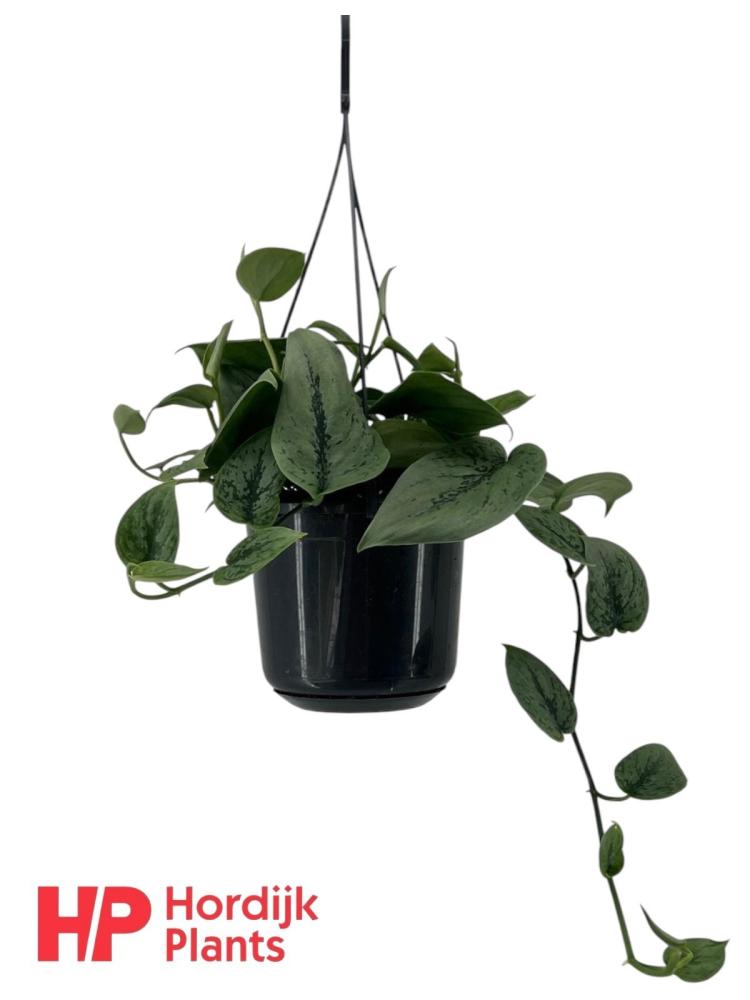 Scindapsus