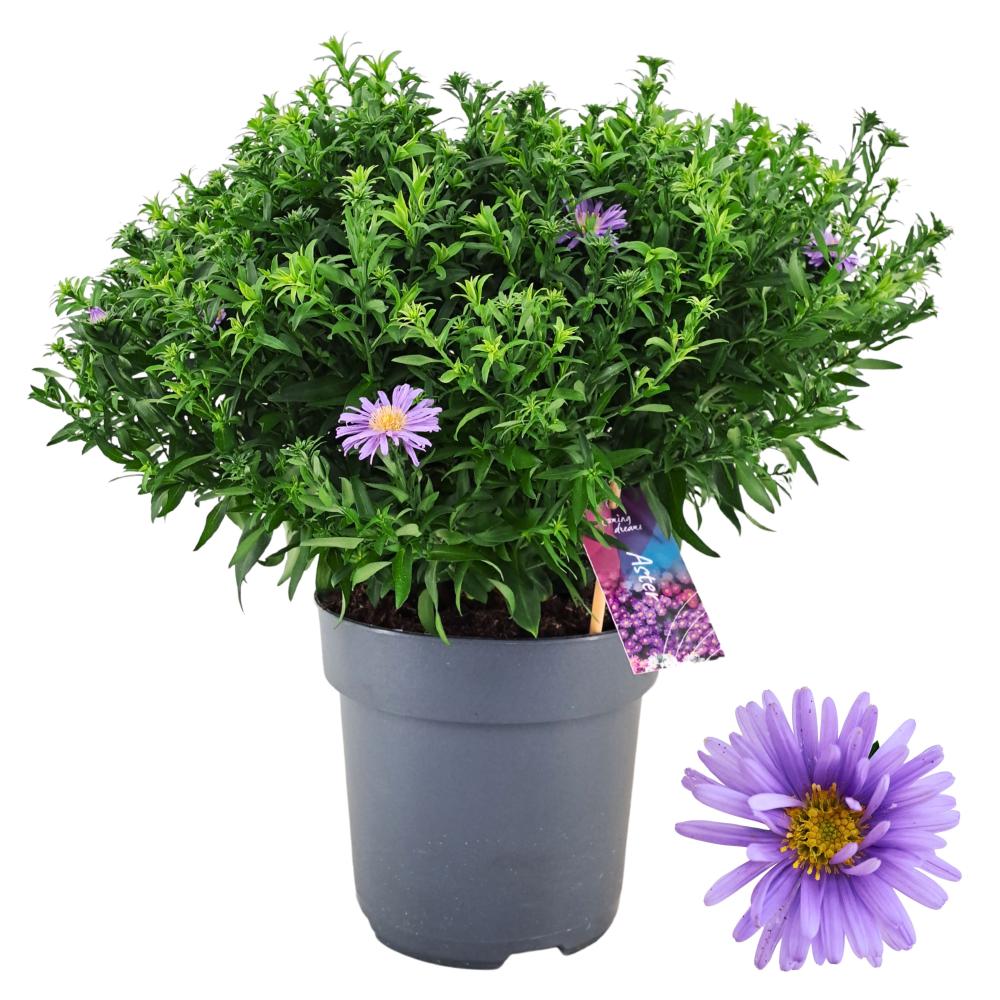 Aster