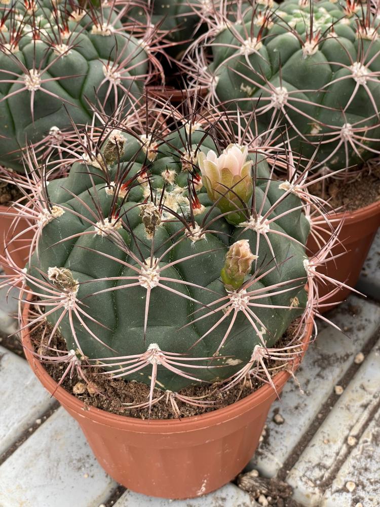 gymnocalycium