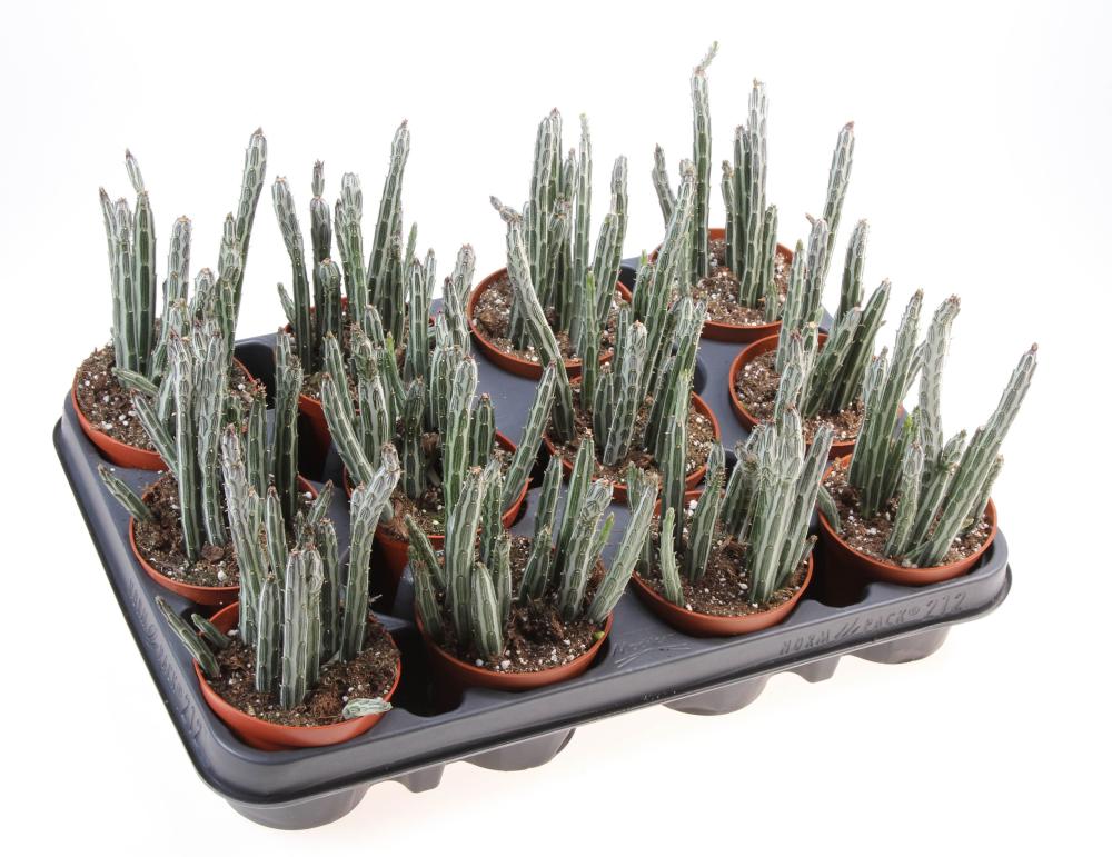 Senecio