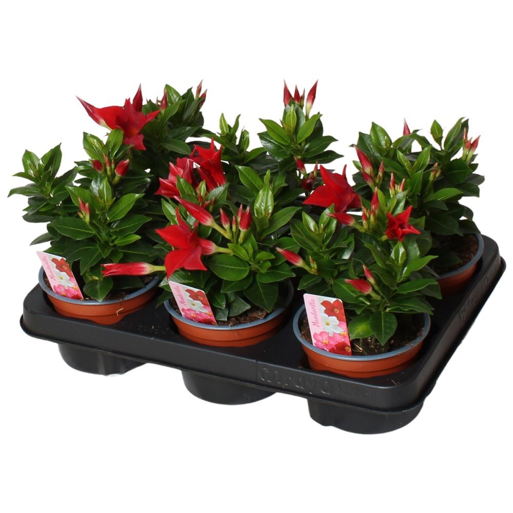mandevilla-dipladenia