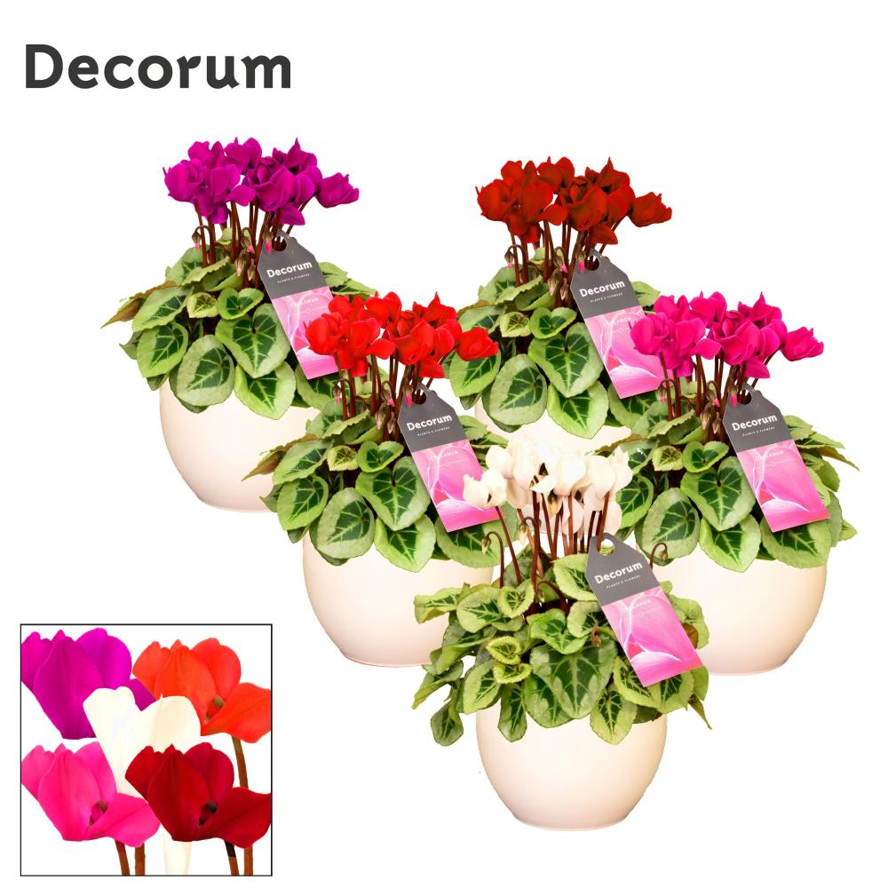 cyclamen