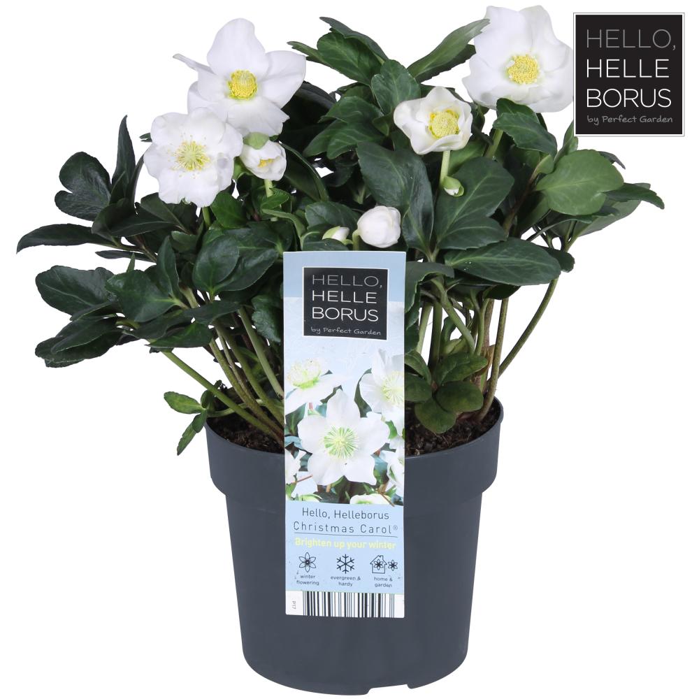 Helleborus
