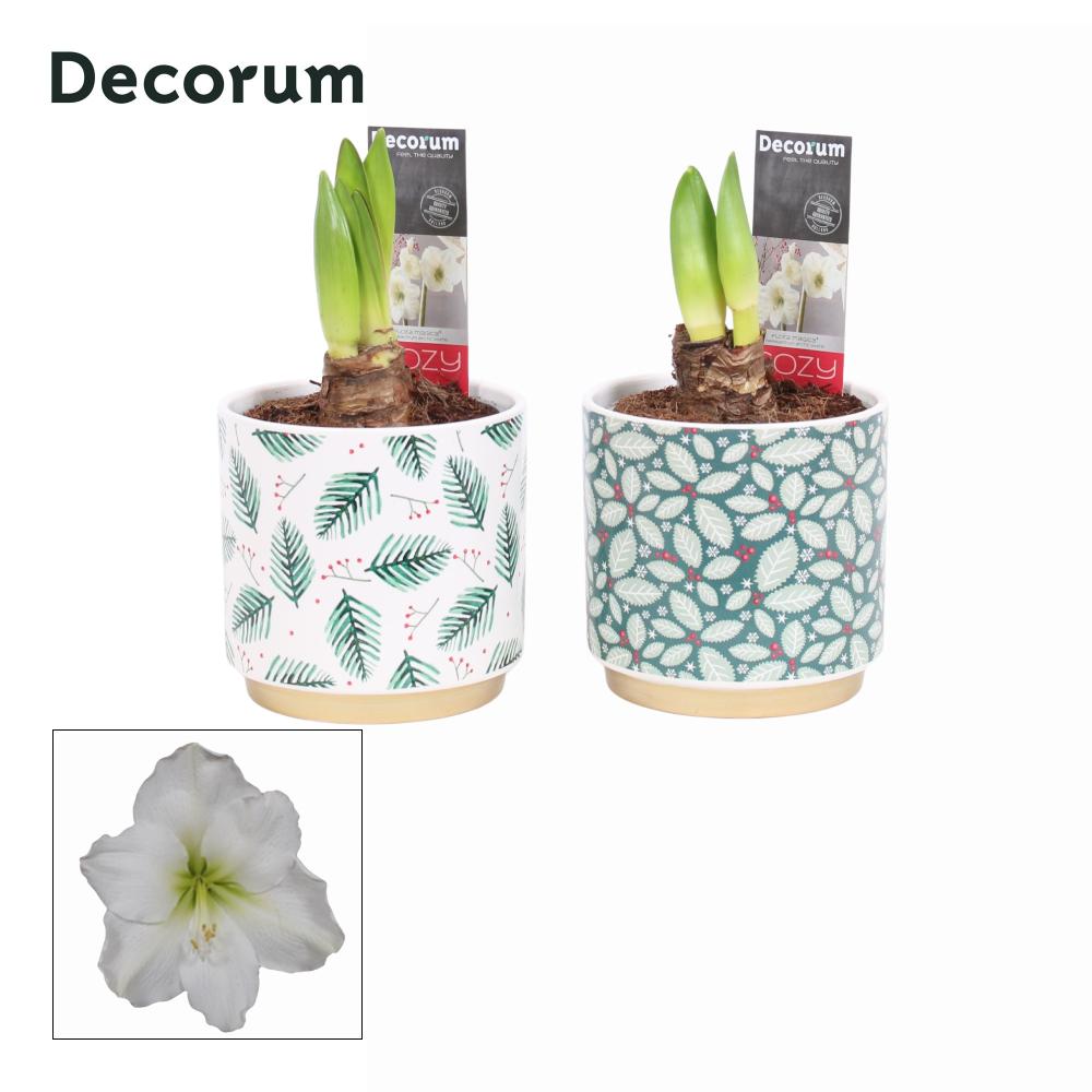 amaryllis-hippeastrum