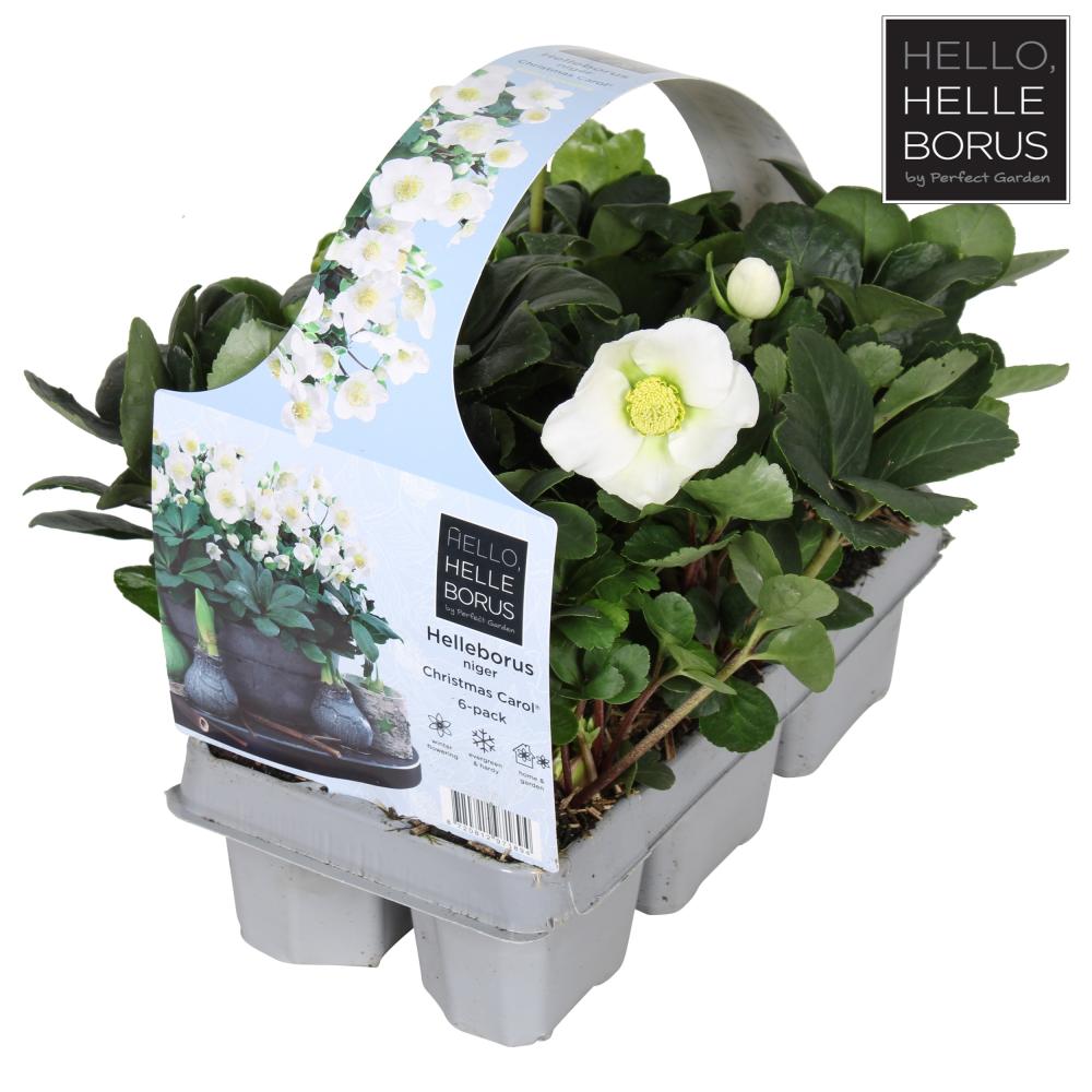 helleb