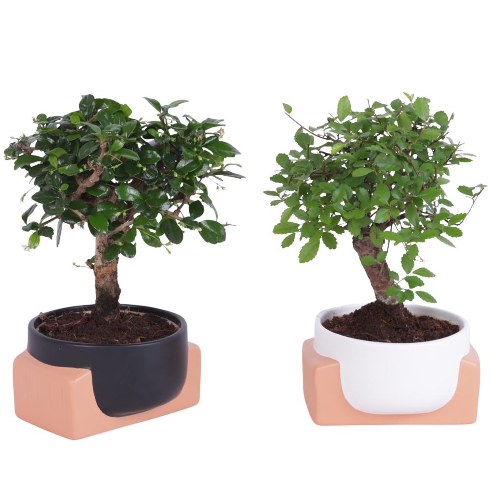 bonsai