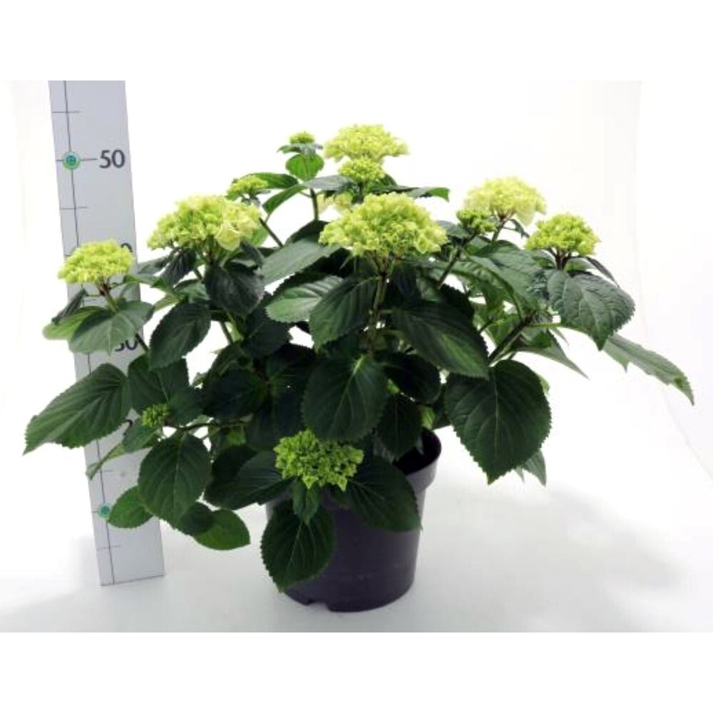 hydrangea macrophylla