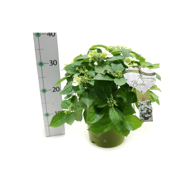 hydrangea macrophylla runaway bride
