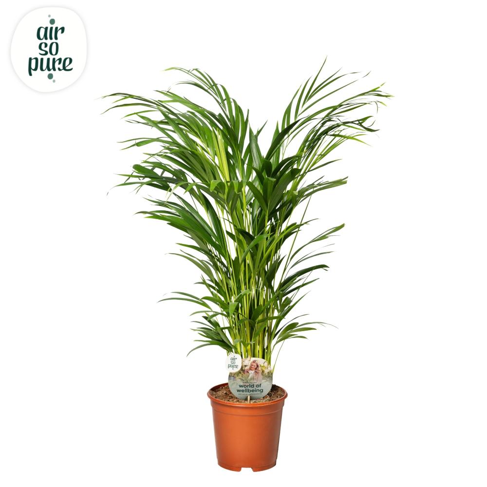 Dypsis-areca