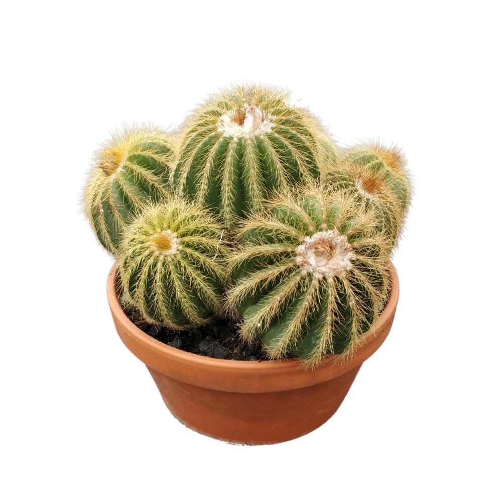 Eriocactus