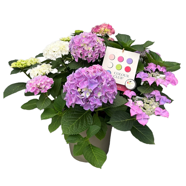 hydrangea macrophylla colour club