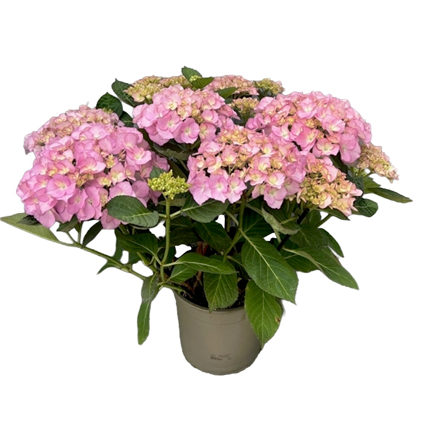 hydrangea macrophylla