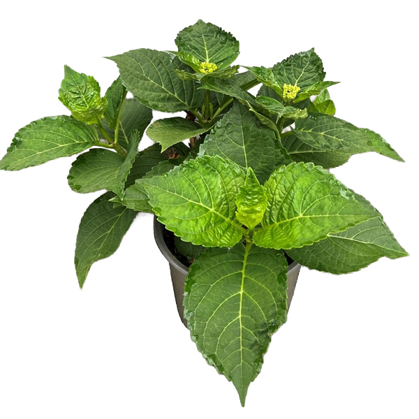 hydrangea macrophylla
