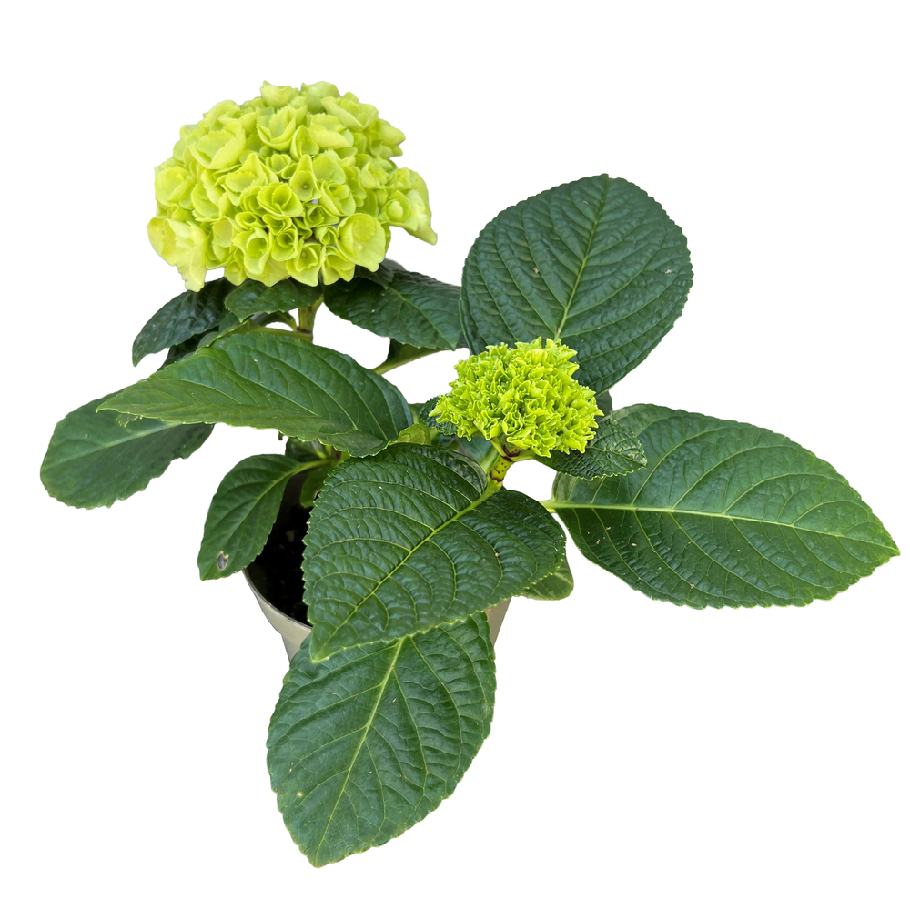 hydrangea macrophylla