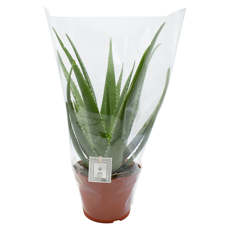 Aloe
