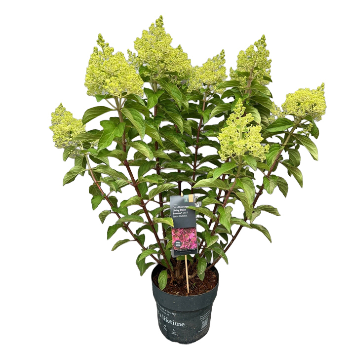 hydrangea paniculata living creations