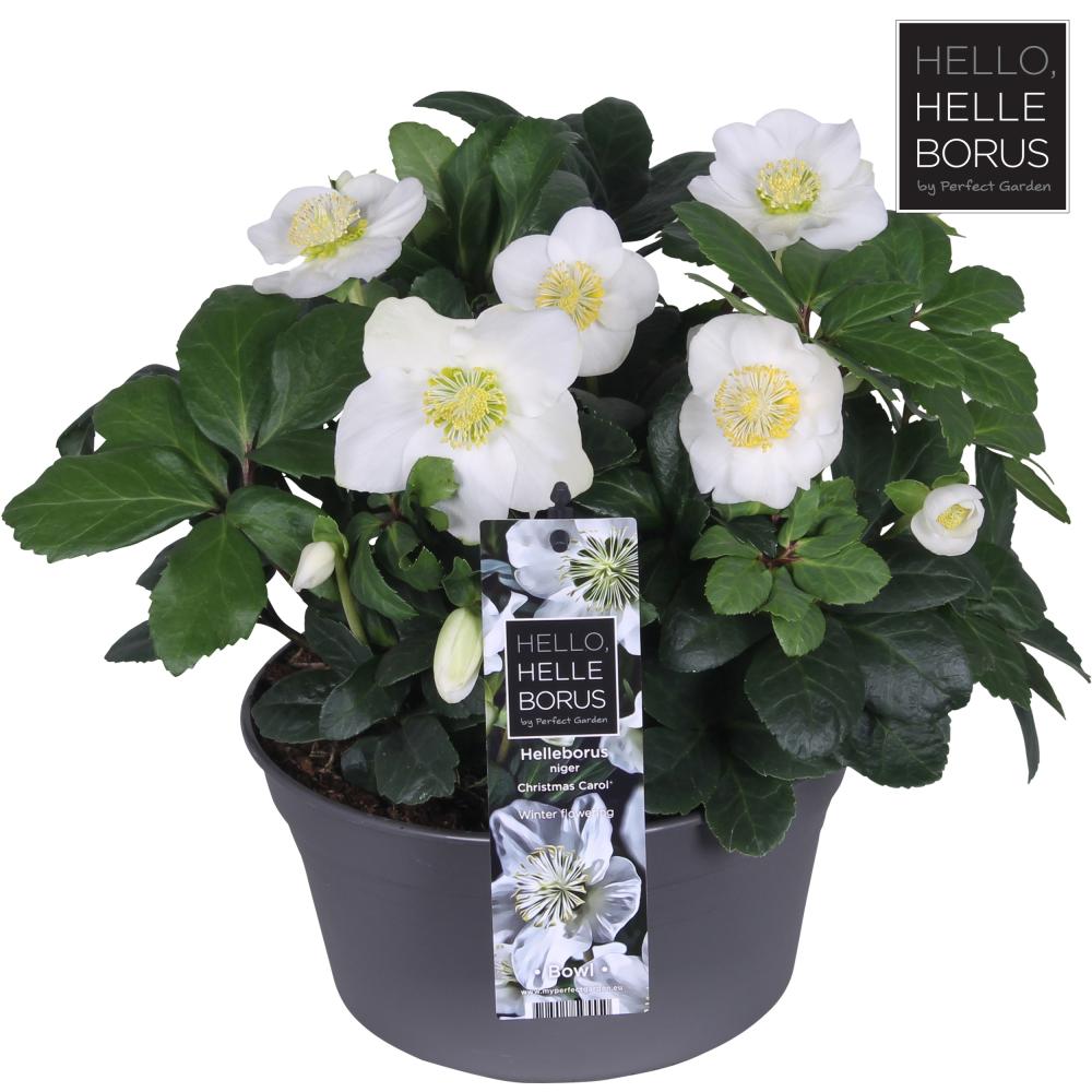 Helleborus