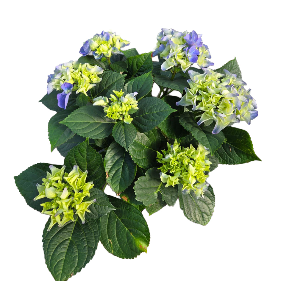 hydrangea macrophylla
