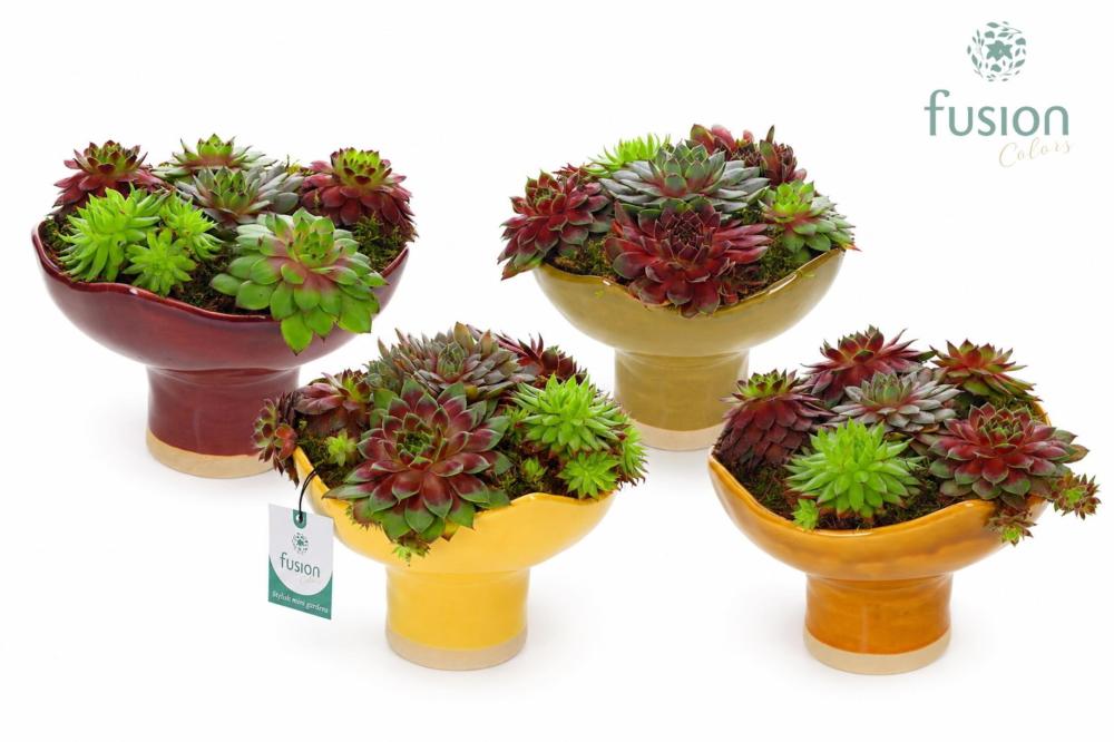 sempervivum