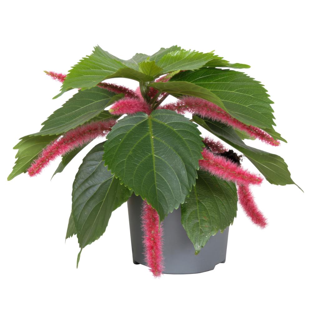 Acalypha
