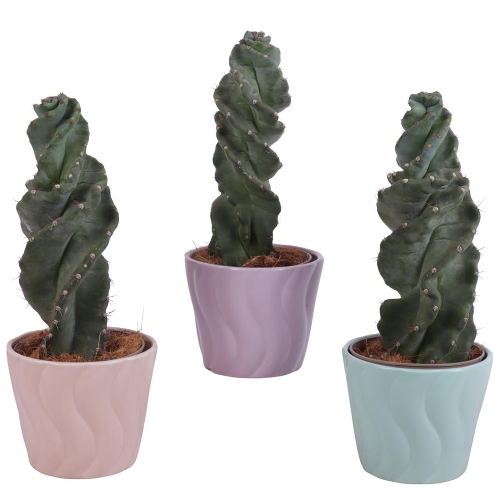 Cereus