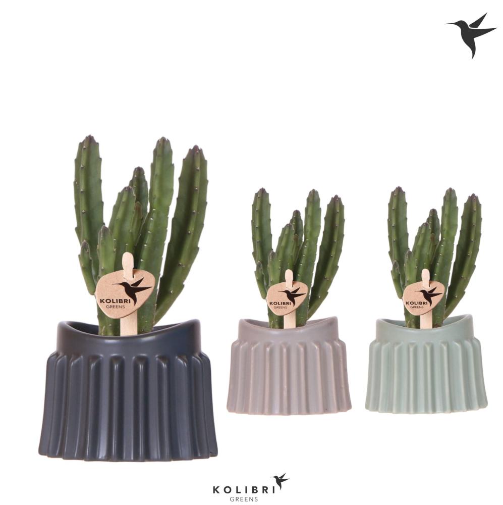 Stapelia