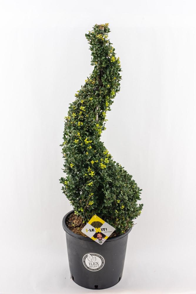 ilex